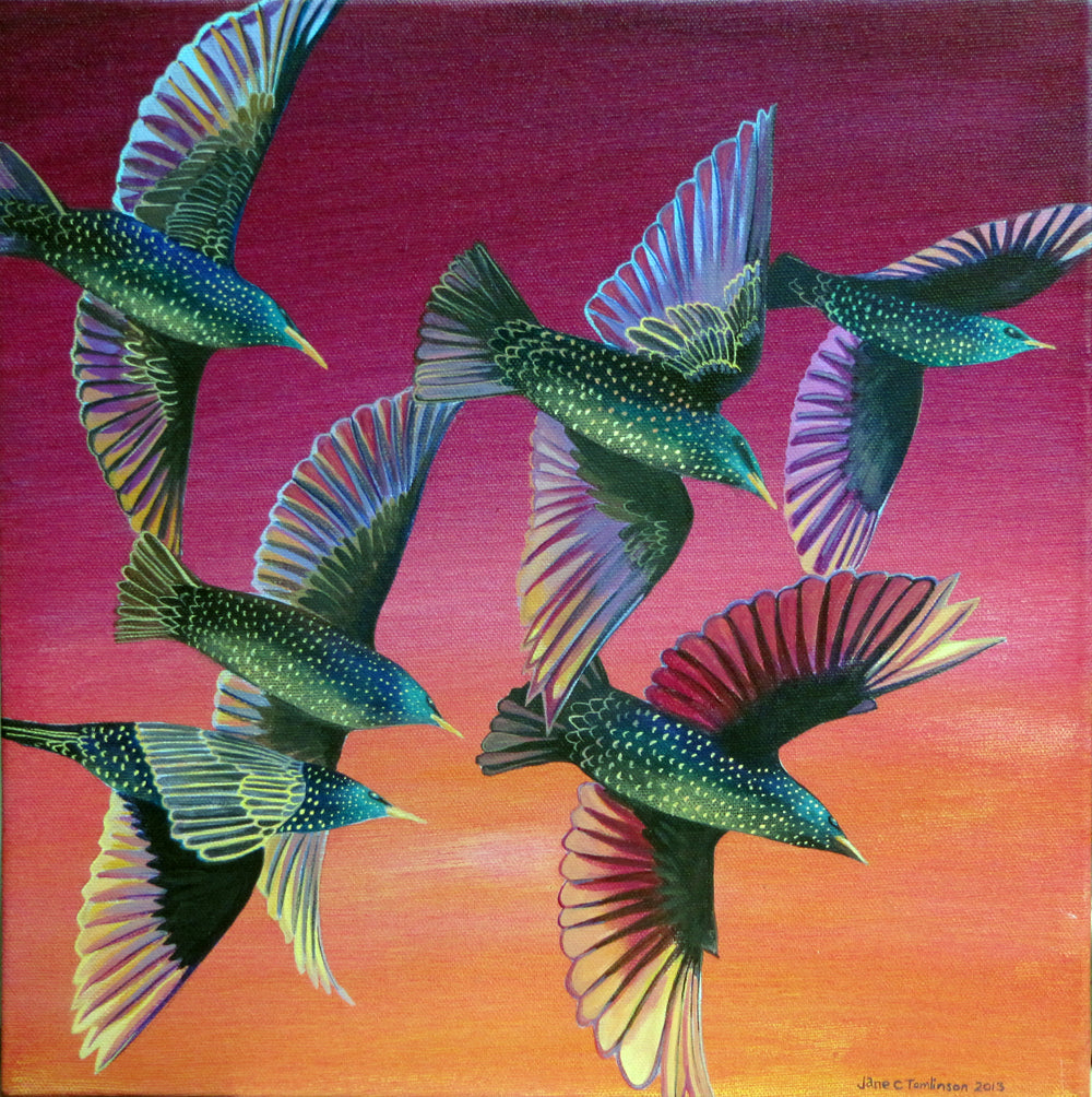 Flying colours - a starlings greetings card