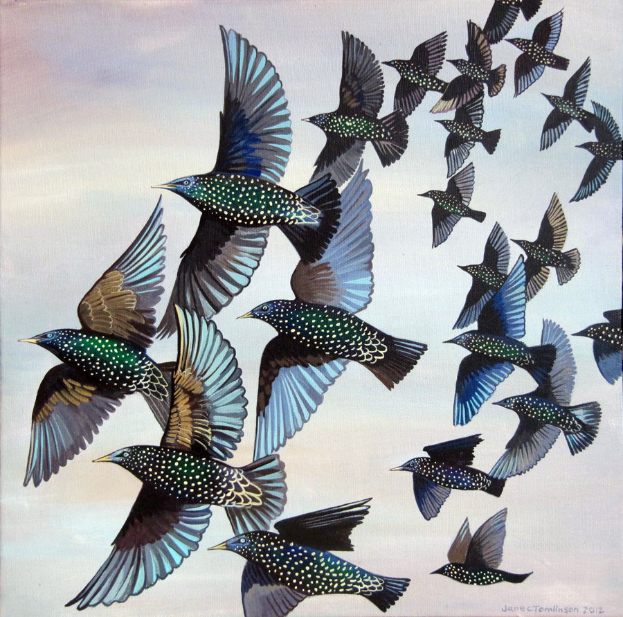mumuration of starlings