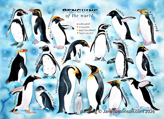 Penguins of the world - a painting of 17 species of penguins