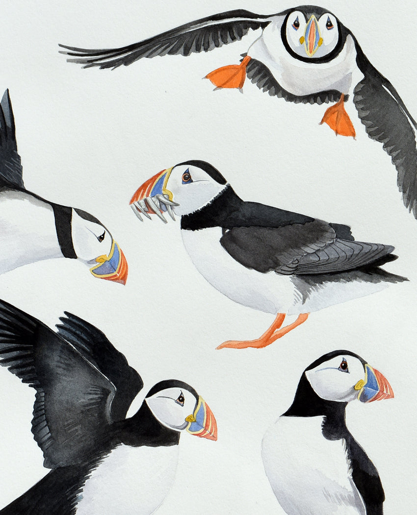Puffin parade