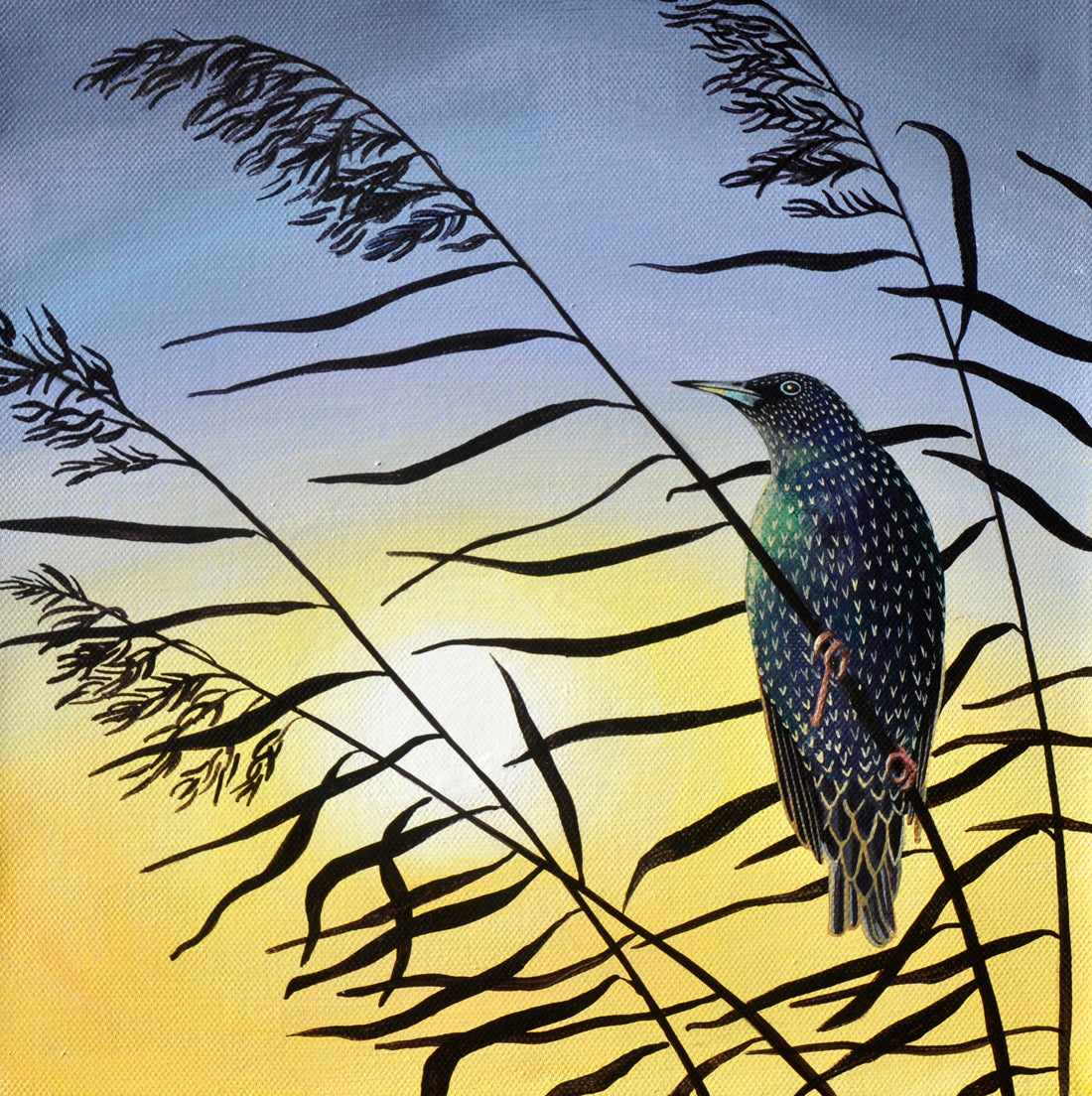 Starling at sunset - - a starlings greetings card