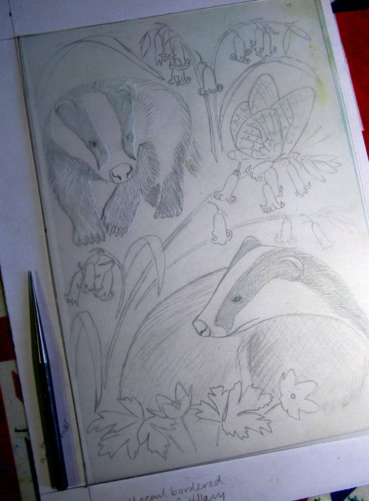 Badgers and bluebells