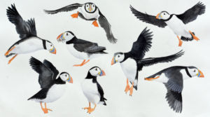 Puffin parade