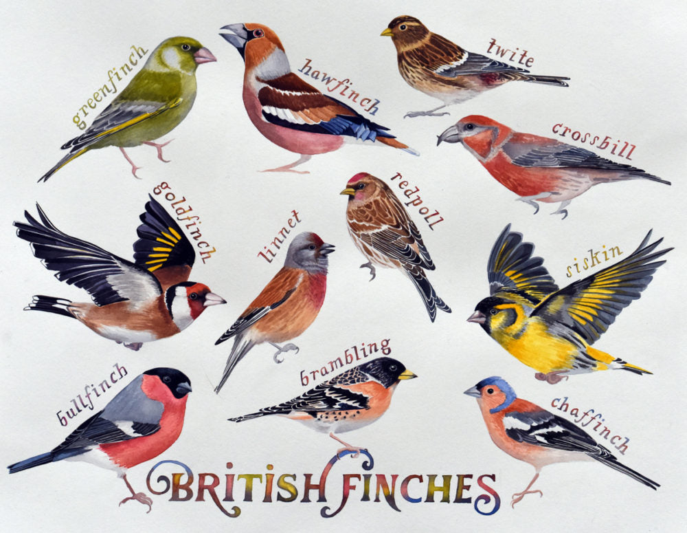 british-finches-a-painting-of-the-11-species-of-birds-in-the-finch-family