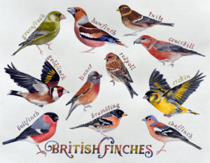 British finches painting