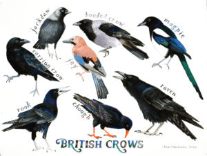 British Crows painting