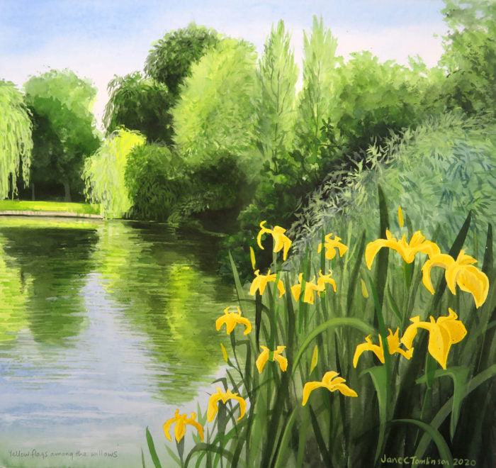 Yellow flags among the willows