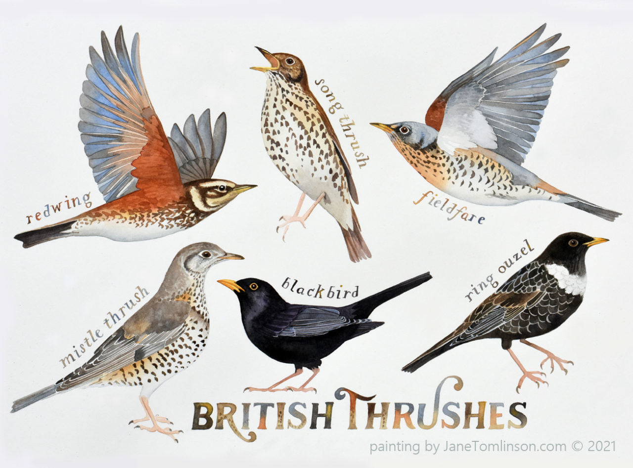 British Thrushes - A Painting Of All 6 Species Of Thrush By Jane Tomlinson