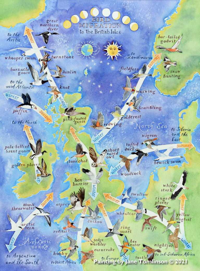 Bird migration map a handpainted map by Jane Tomlinson